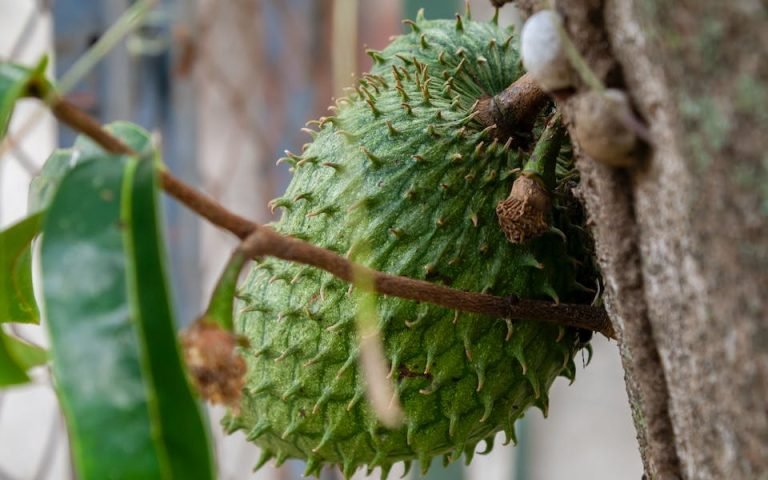 Manfaat Daun Sirsak untuk Kesehatan Rahim dan Tubuh, Simak!